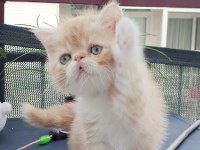 Exotic shorthair bebişler