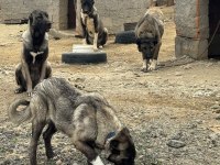 Orijinal saf kangal