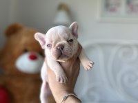 Full secereli French bulldog yavrular