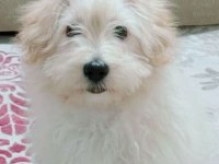 5 AYLIK MALTİPOO YAVRUMUZA YUVA ARIYORUZ AŞILARI TAM