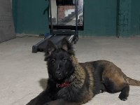 Sevgine Zamanına Emeğine Değecek Malinois Arayanlara