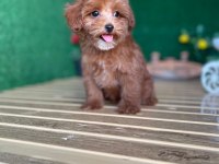 Maltipoo Bebeklerimiz Referans Yavru