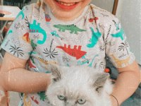 Ücretli sahiplendirme scottish fold