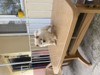 CHOW CHOW ÇİN ASLANI