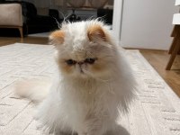 SAFKAN 9 AYLIK İRAN KEDİSİ