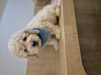 Toy poodle yavrum