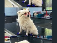 Pomeranian Dişi Köpeğim