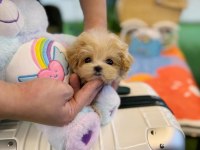 Ruhsatlı çiftliğimizden anne altı maltipoo