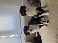 Scottish fold dişi ve erkek kediler
