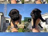orijinal gül kuyruk nadir bulunan siyah renkte pug yavrular