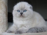 Deniz Mavisi Gözlü Scottish Fold Shorthair 