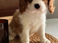 En özel cavalier king charles yavrular