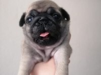 Pug yavrularımız ırk garantilidir