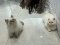 Minnoş iran kedisi bebeğimiz yuva arıyor