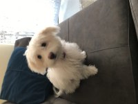 5. 6 aylık maltese Terrier acil