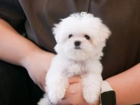 Kore kan mükemmel güzellikte maltese terrier
