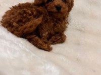 Sevimli Toy poodle yavruları yeni yuvalarını bekliyor
