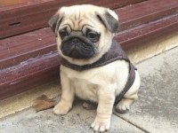 EV ORTAMINDAN SHOW KALİTE PUG MOPS YAVRULAR
