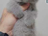 British Shorthair Kedisi