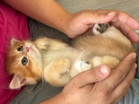 British Longhair Miniklerim