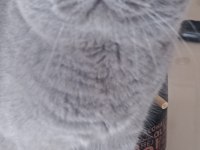 Tam bir deli scottish fold