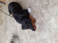 Acil sahiplendirme rottweiler