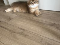 BRİTİSH LONGHAİR MERAKLILARINA DUYRULUR