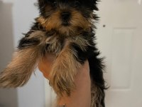 Miniminik bir yorkshire terrier kız