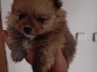 3 yavru pomeranian anne ve baba