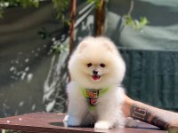 Yakışıklı pomeranian oğluma yuva arıyorum