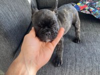 Brındle french bulldog