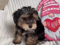 Havlama huyu asla yok çok uslu morkie