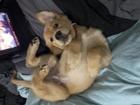 Safkan golden retriever oğlumuza dişi arıyoruz