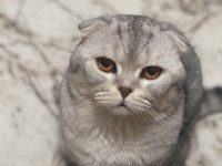 Ücretsiz kısırlaşma şartı ile scottish fold sahiplendirme