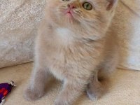 LİLAC DİŞİ YAVRU KEDİMİZ