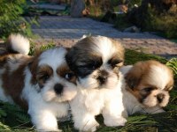 Şecerelı Ve Üreticiden Shih-Tzu