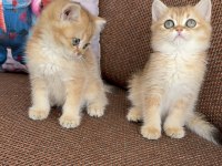 Efsane güzellikte british shorthair bebekler