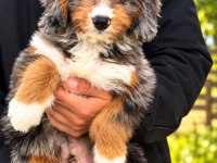 Türkiyede Tek Bernedoodle Yavruları