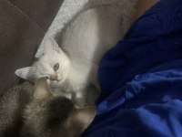 Fıstık british shorthair yavrumuz