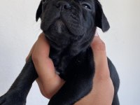 40 GÜNLÜK FRENCH BULLDOG YAVRULARI