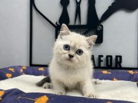 Masmavi gözleri top kafa blue point british