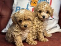 Yasal ruhsatlı çiftlikden maltipoo yavrular