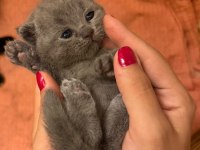 Son Kalan Yavru British Shorthair