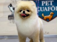 Pomeranian 6 Aylık Dişi