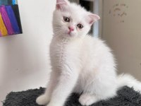 Scottish fold long hair yavrularım