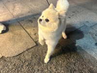 Erkek pomeranian 1 yaşında
