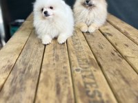 POMERANİAN YAVRULARIMIZ