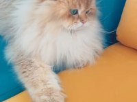 Şecereli golden longhair british 1 yaşında erkek