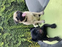 Safkan pug yavruları Gaziantep