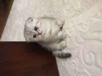 Scottish fold silver erkek yavrumuz teslime hazır
